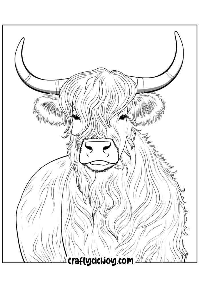 highland cow coloring page 18